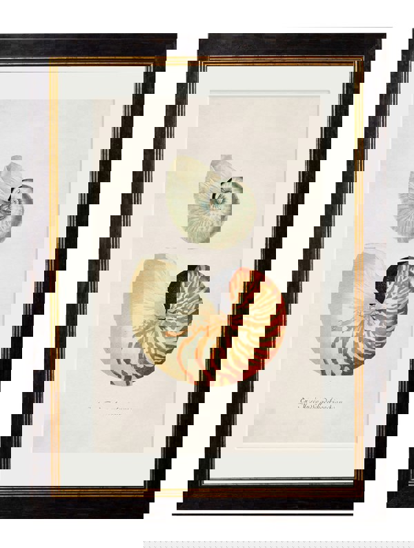 Exceptional Art c.1848 Studies of Shells