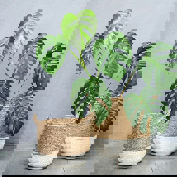 #color_white