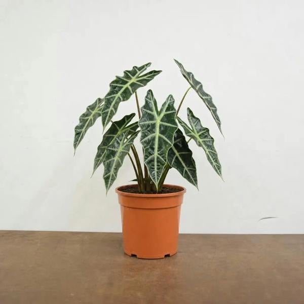 Alocasia Polly Elephant Ear 12cm Pot Plants By Post