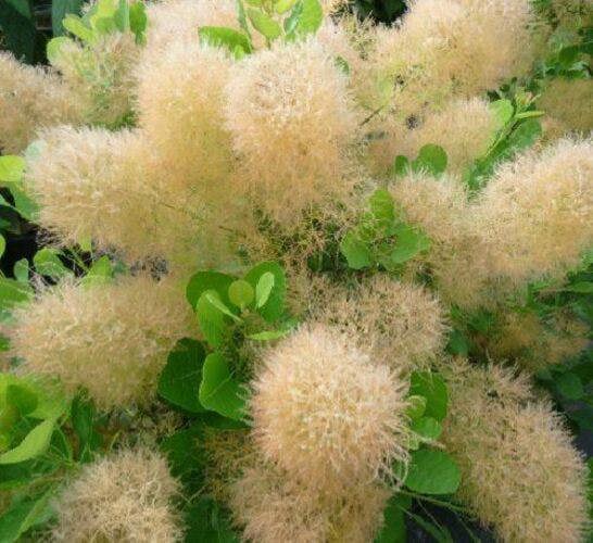 Direct Plants Cotinus Young Lady Smoke Bush Shrub Plant 3-4ft Tall Supplied in a 3 Litre Pot