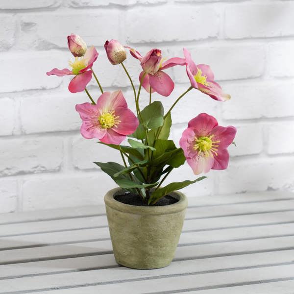 Scottish Everlastings 34cm Pink Hellebore Plant