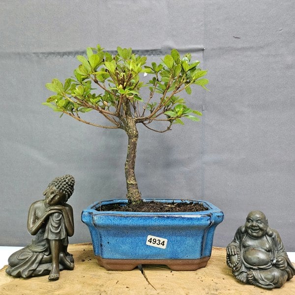 Yorkshire Bonsai Azalea (Rhododendron) Bonsai Tree | Broom | In 15cm Pot