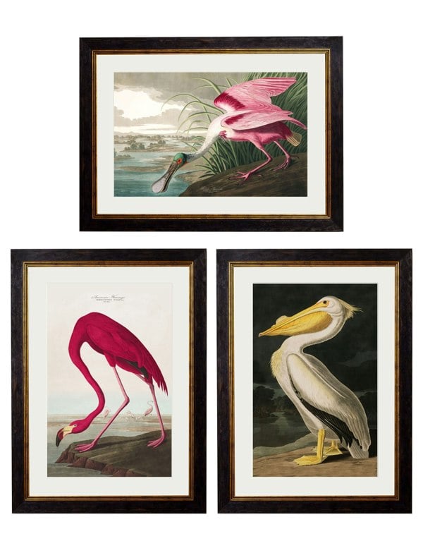 Exceptional Art c.1838 Audubon's Birds of America