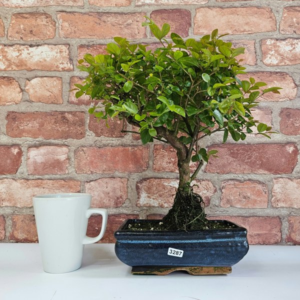 Yorkshire Bonsai Bird Plum (Sageretia) Bonsai Tree | Shaped | In 20cm Pot