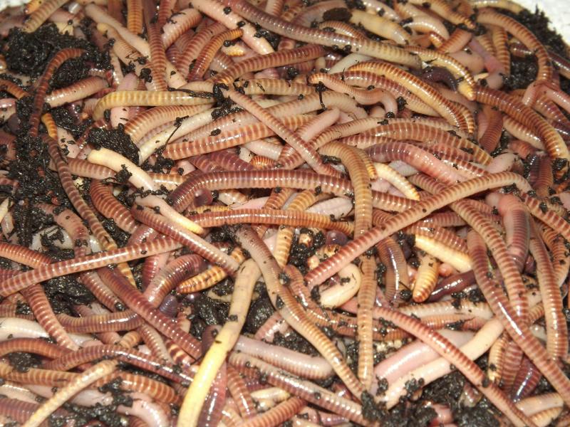 TIGER WORMS