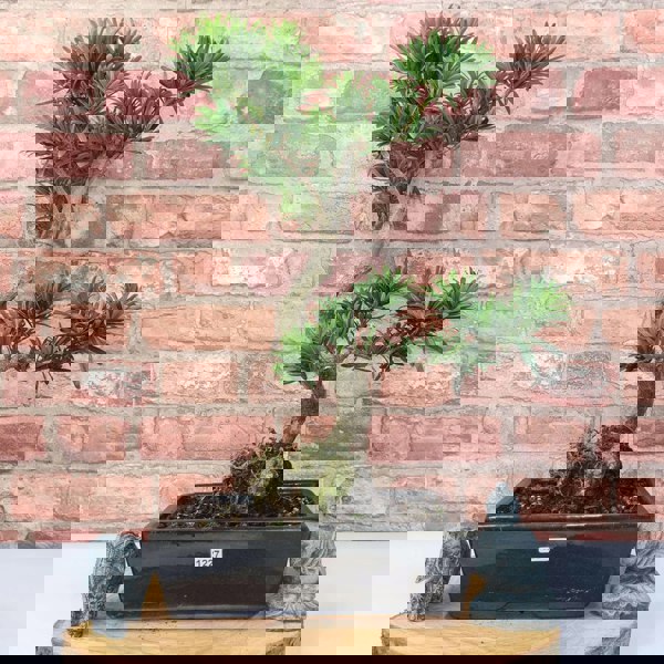 Buddhist Pine (Podocarpus Micro) Bonsai Tree | Shaped | In 25cm Pot