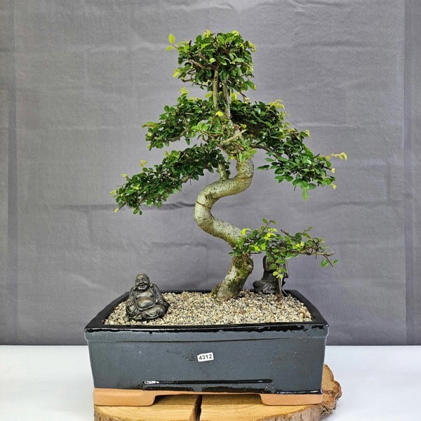 Yorkshire Bonsai Chinese Elm (Ulmus Parvifolia) Bonsai Tree | Shaped | In 30cm Pot