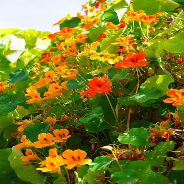 nasturtium flower