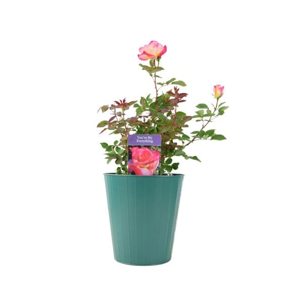 Rose You’re My Everything – 5.5L Pot – Romantic Gift Rose Plants By Post