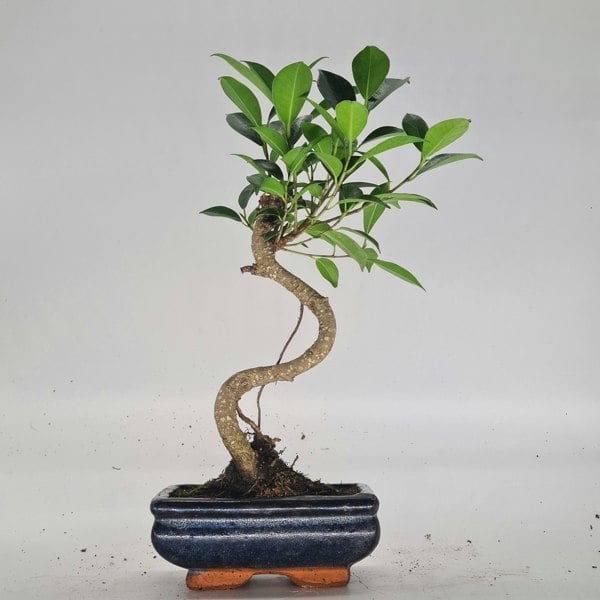 Ficus Microcarpa (Banyan Fig) Indoor Bonsai Tree | Shaped | In 15cm Pot