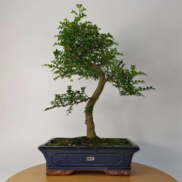 Chinese Pepper (Zanthoxylum Pipertum) Bonsai Tree | Shaped | In 30cm Pot - Yorkshire Bonsai