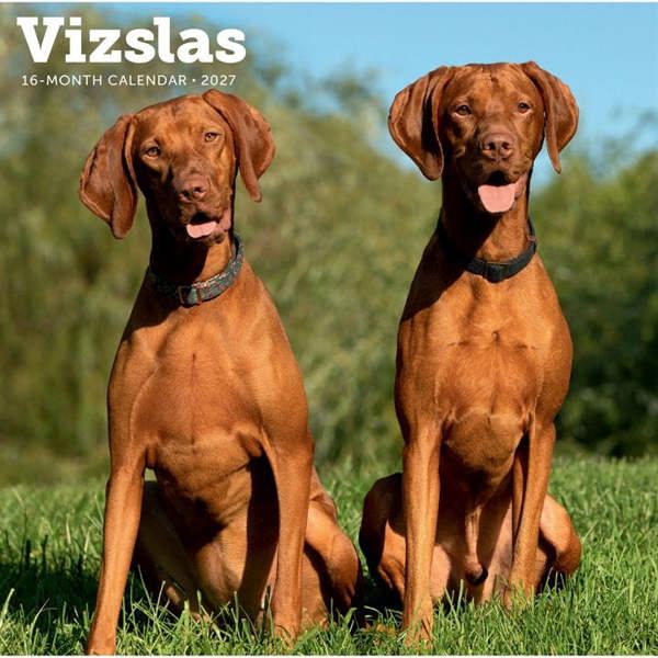 Vizslas Calendar 2027, Wall Calendars, Month To View, Dogs, Gift