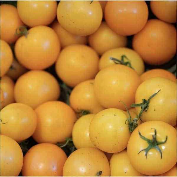 Lemon Drop tomato seeds packet showing translucent yellow cherry seeds ready for UK planting