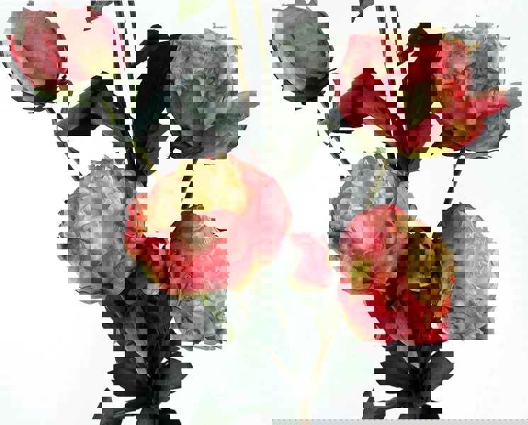 Leaf 6 x 55cm Pink Peony Artificial Flower Stems - 24 flowers 18 buds