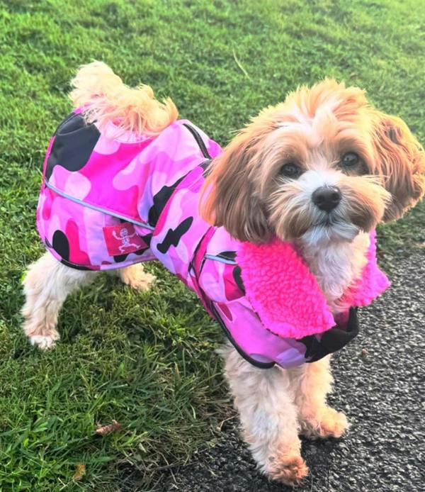 DRYBONES Waterproof Dog Coat