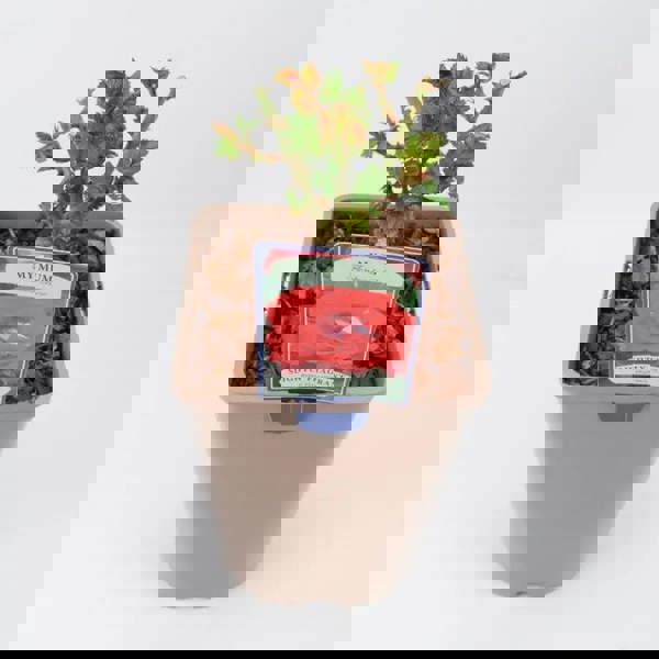 Rose My Mum Bush 5.5L