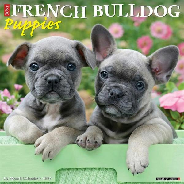 Just French Bulldog Puppies Calendar 2027, Wall Calendars, Month To View, Dogs, Gift