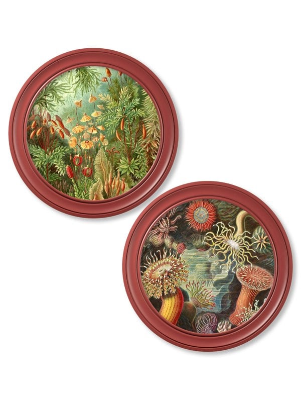 Exceptional Art c.1904 Haeckel Flora and Fauna - Round Frames Red