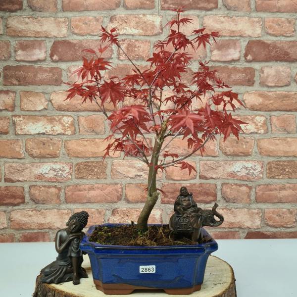 Yorkshire Bonsai Japanese Maple (Acer) Bonsai Tree | Deshojo Informal Upright | In 20cm Pot