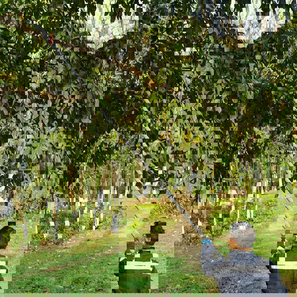 Gr8 Garden Manual Pole Saw 2in1 Extendable Tree Pruner 7.3-27 ft Fiberglass Pole Scissors