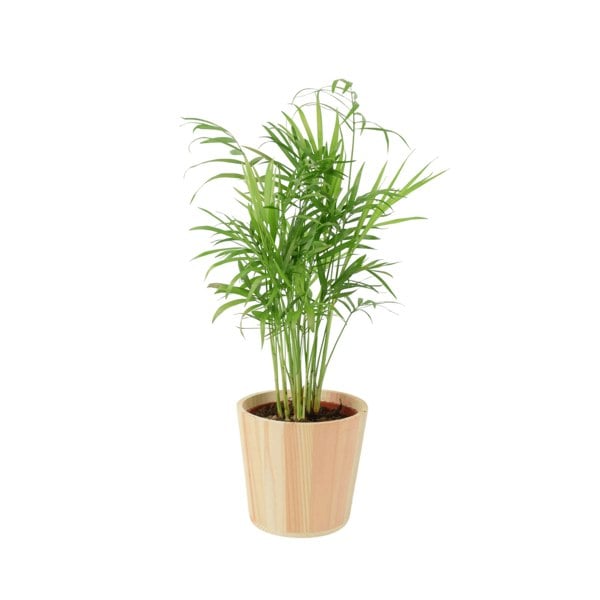 Chamaedora Elegans Parlor Palm 12cm