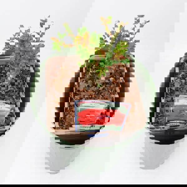 Rose My Mum Bush 5.5L