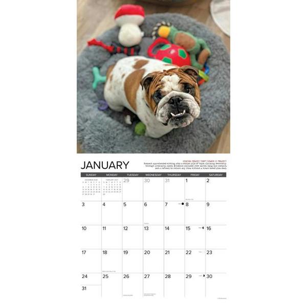 Bulldog Bad Boys Calendar 2027, Wall Calendars, Month To View, Dogs, Gift