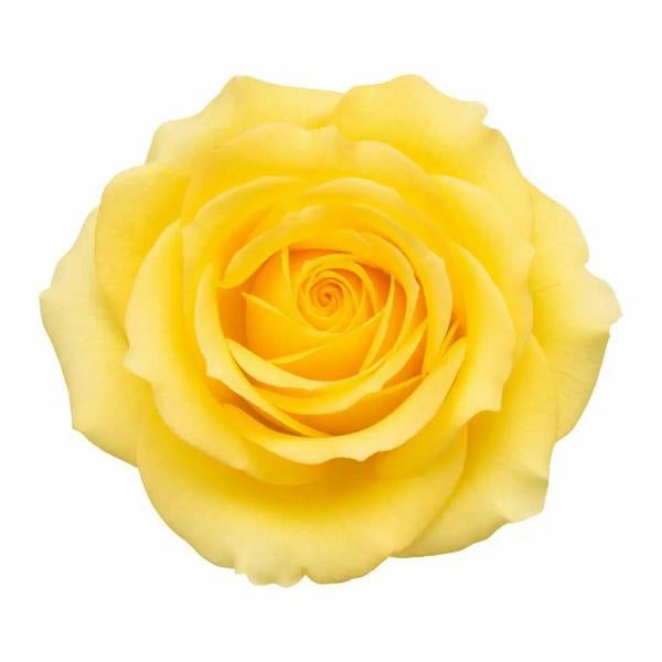 7.5L Standard Rose Tree Yellow 100-110cm | Elegant Flowering Garden Rose Plant Plants By Post