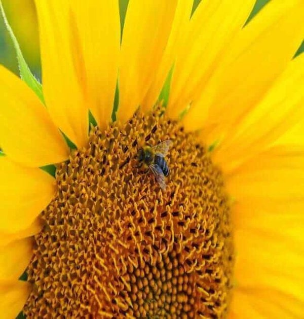 sunflower seeds for school gardens