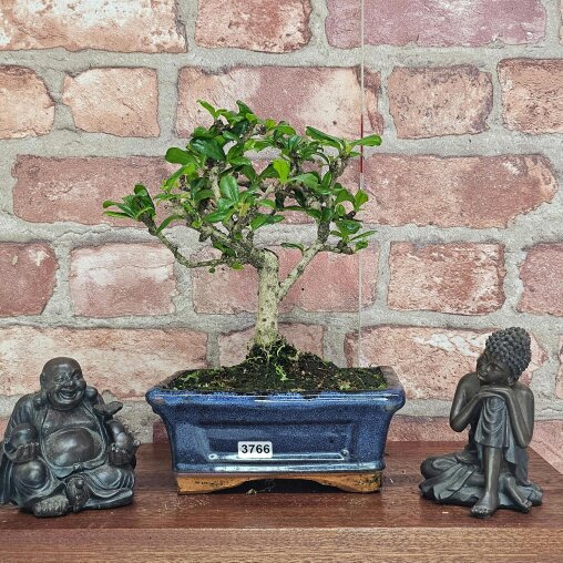 Yorkshire Bonsai Fukien Tea Tree (Carmona Retusa) Bonsai Tree | Broom | In 15cm Pot - 3766