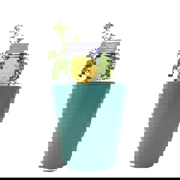 Golden Wishes Rose (Patio) – 5.5L Pot – Compact Patio Rose with Sunny Yellow Blooms Plants By Post