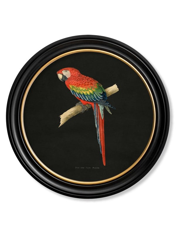 Exceptional Art C.1884 Collection of Macaws in Round Frames - Black