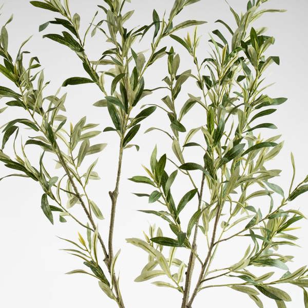 Scottish Everlastings 150cm KD Olive Tree in Cream Pot