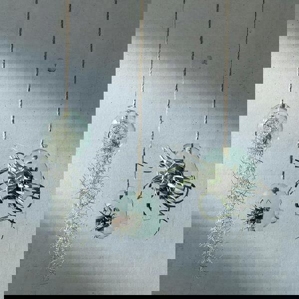 LSA Canopy Recycled 10cm Hanging Planter Clear