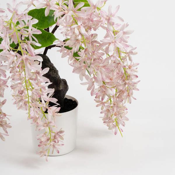 Scottish Everlastings 36cm Pink Orchid Bonsai in White Pot