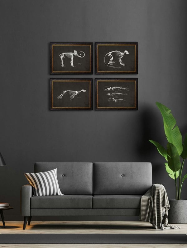 Exceptional Art c.1870 Anatomical Skeletons - Dark