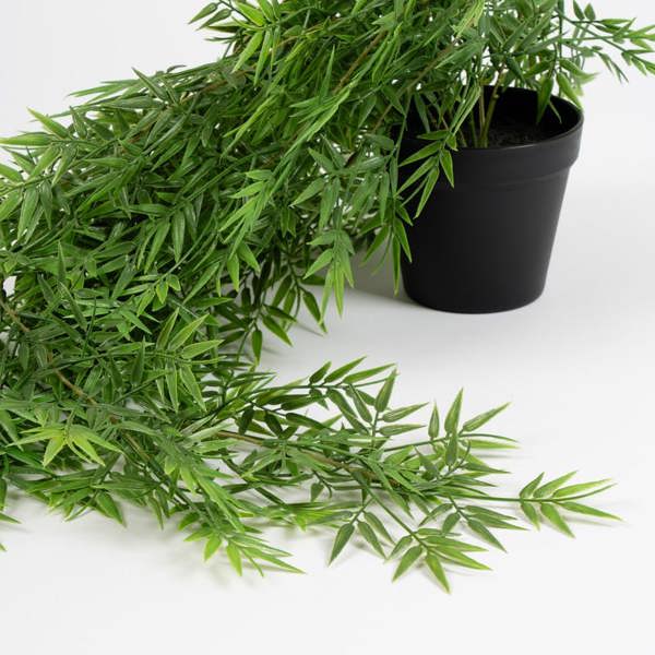 Scottish Everlastings 70cm Trailing Bamboo in Black Plastic Pot