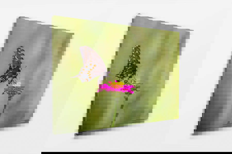 Fernlight Gallery Black Swallowtail Butterfly