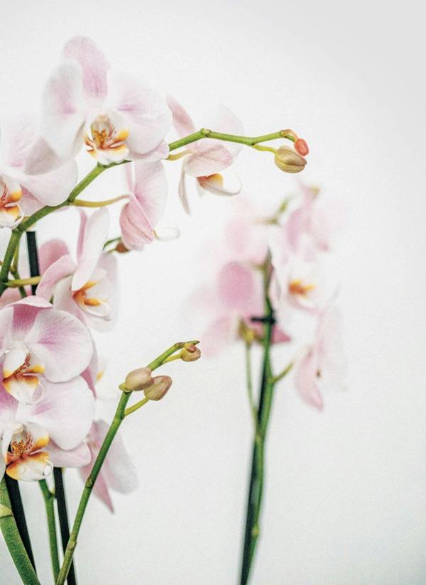 Orchid Plant Food Sticks - Devonia London