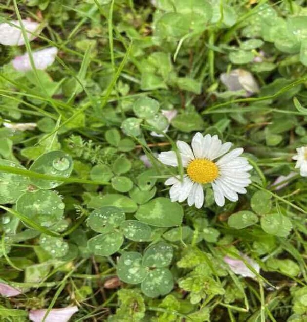 oxeye daisy seeds