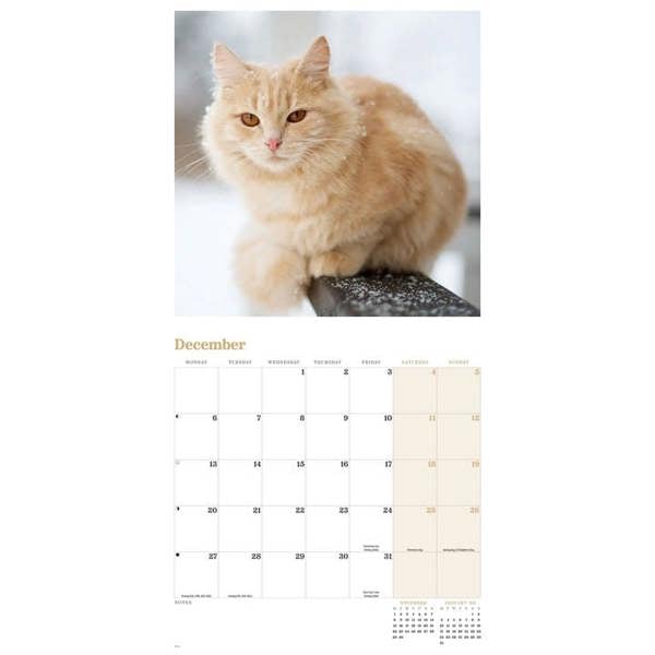 Ginger Cats Calendar 2027, Wall Calendars, Month To View, Cats, Gift