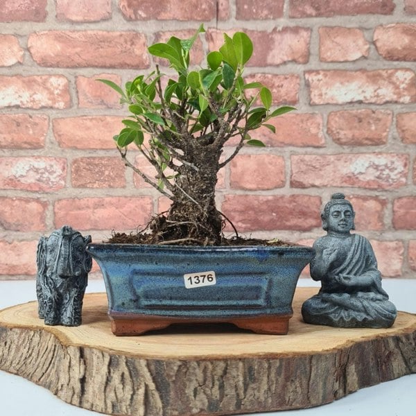 Ficus Microcarpa (Banyan Fig) Indoor Bonsai Tree | Broom | In 15cm Pot - Yorkshire Bonsai