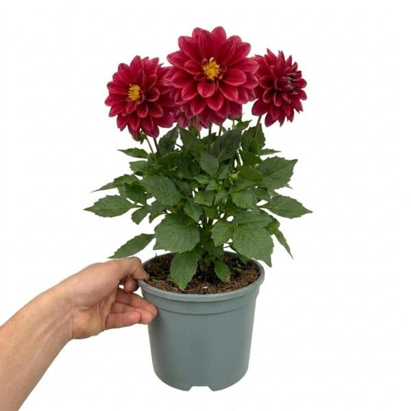 Dahlia Maggiore Fun Pomegranate 3L Deep Red Dahlia
