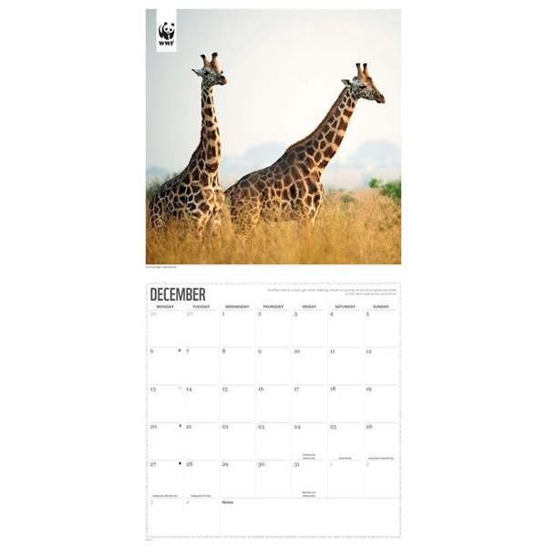 WWF, Giraffes Calendar 2027, Wall Calendars, Month To View, Animals, Gift