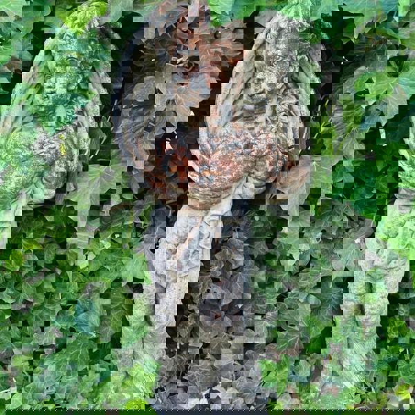 Special Limited Coloured Edition Large Cherub Statue 'Winter'