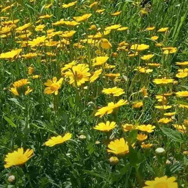 Chrysanthemum Segetum Yellow Seeds