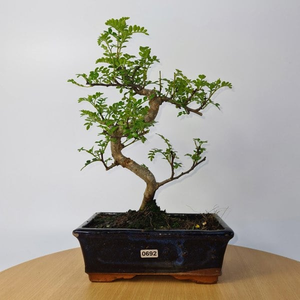 Chinese Pepper (Zanthoxylum Pipertum) Bonsai Tree | Shaped | In 20cm Pot