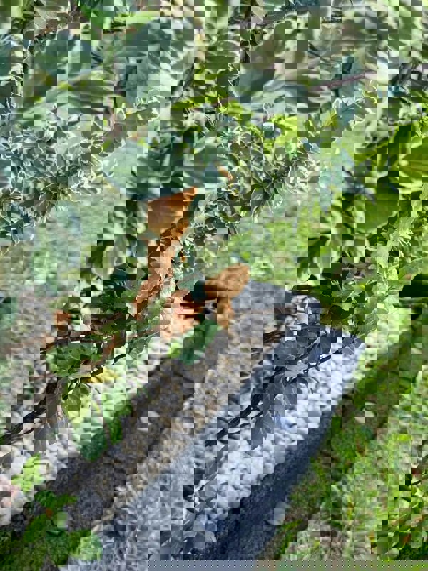 FlexiBorder Outside Corner Box of 2 Black