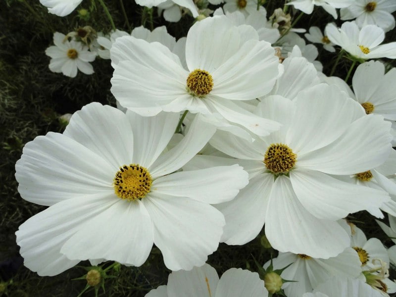 Cosmos White 1L Pot x 2