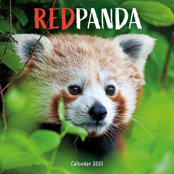 Red Panda Calendar 2027, Wall Calendars, Month To View, Animals, Gift
